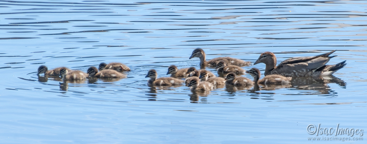 Click image for larger version  Name:	6542-Wood_Duck_Family-x14.jpg Views:	19 Size:	280.2 KB ID:	492742