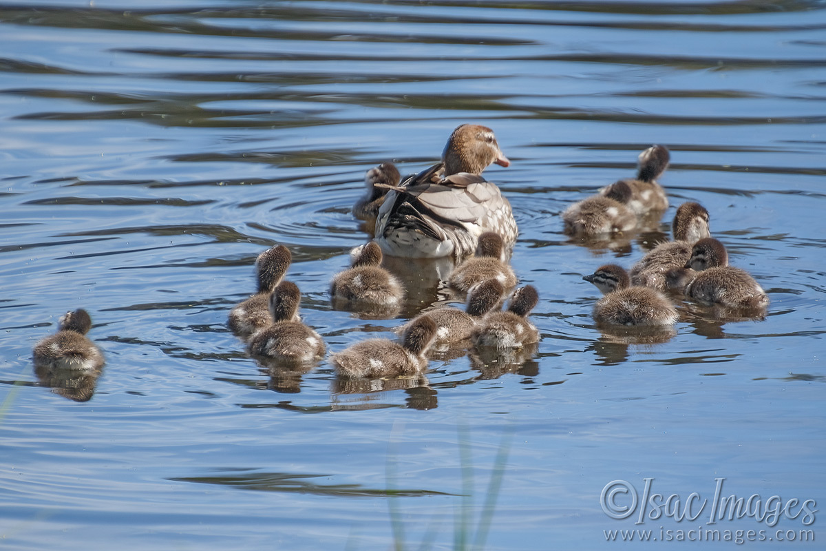 Click image for larger version  Name:	6531-Wood_Duck_Family-x14.jpg Views:	16 Size:	297.4 KB ID:	492744