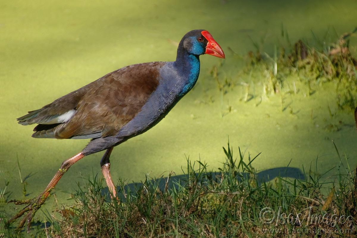 Click image for larger version

Name:	6519-Swamphen.jpg
Views:	33
Size:	292.1 KB
ID:	492746