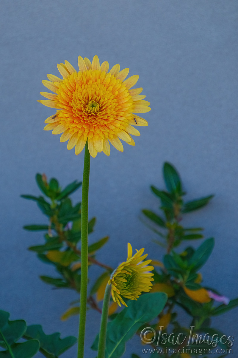 Click image for larger version

Name:	6526-Yellow_Gerbera.jpg
Views:	62
Size:	289.1 KB
ID:	492748