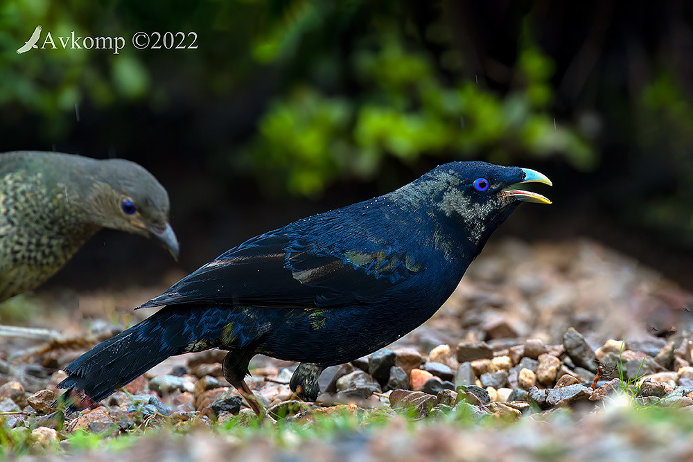 Click image for larger version

Name:	bowerbird 8013.jpg
Views:	49
Size:	295.6 KB
ID:	492900