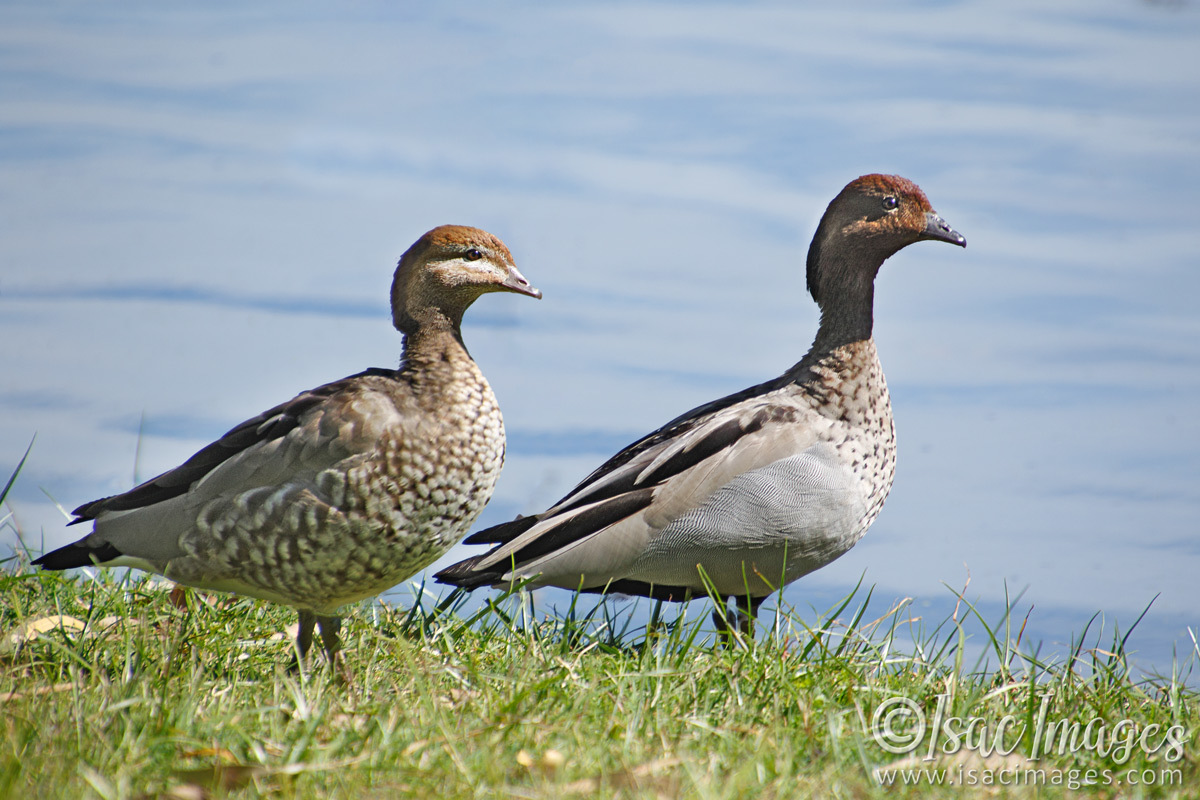 Click image for larger version

Name:	6537-Wood_Ducks.jpg
Views:	41
Size:	306.8 KB
ID:	492910