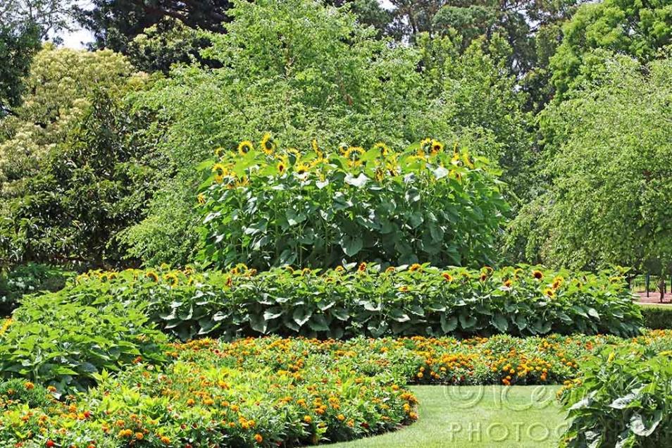 Click image for larger version

Name:	Sunflowers.jpg
Views:	79
Size:	212.8 KB
ID:	475129