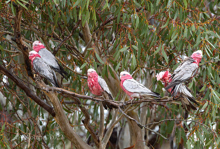 Click image for larger version

Name:	galah 7983.jpg
Views:	49
Size:	182.4 KB
ID:	492929