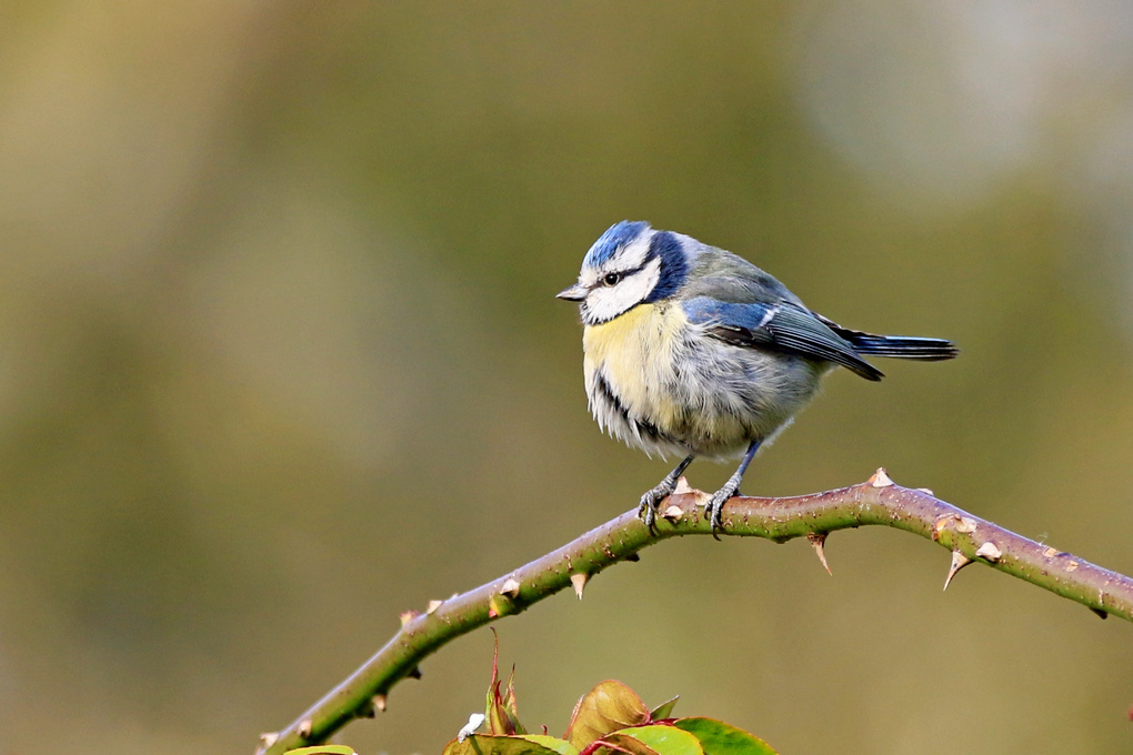 Click image for larger version  Name:	bluetit.jpg Views:	0 Size:	238.7 KB ID:	492941