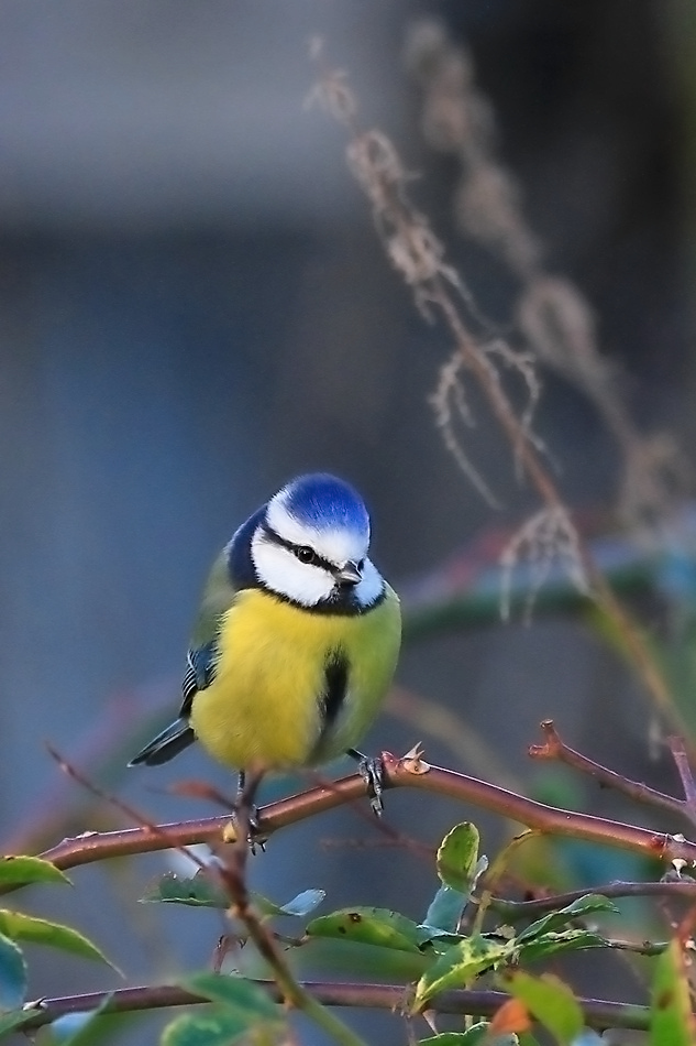 Click image for larger version

Name:	bluetit (3).jpg
Views:	47
Size:	258.6 KB
ID:	492946