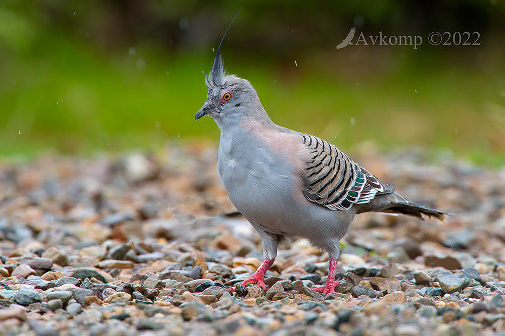 Click image for larger version

Name:	crested pigeon 7995.jpg
Views:	82
Size:	146.7 KB
ID:	492962