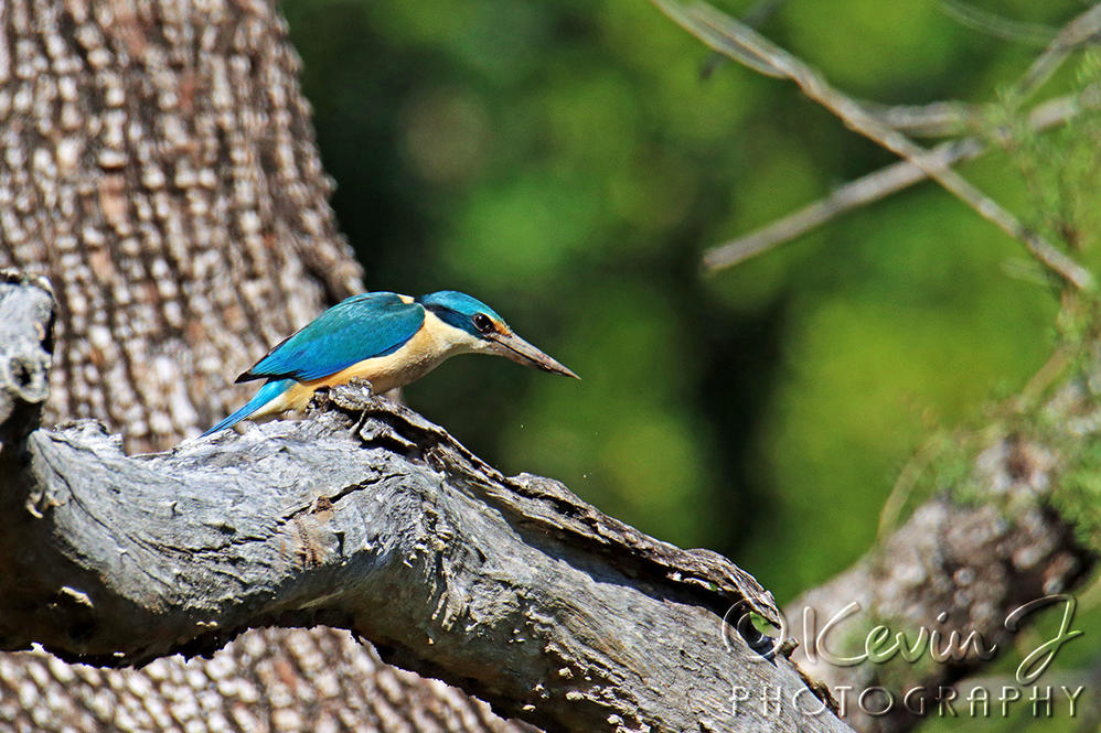 Click image for larger version

Name:	Kingfisher.jpg
Views:	57
Size:	168.9 KB
ID:	492976