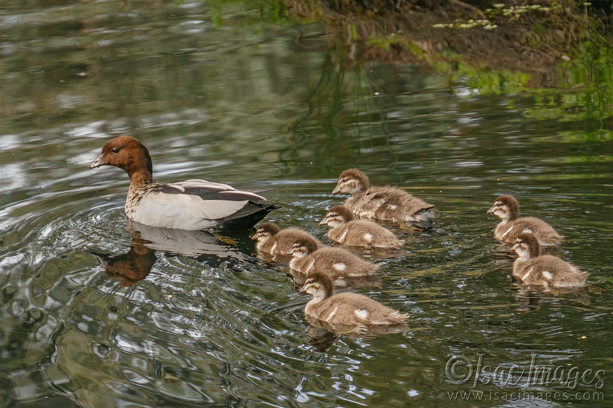 Click image for larger version  Name:	6715-Wood_Duck_Family-x7.jpg Views:	0 Size:	305.2 KB ID:	493000