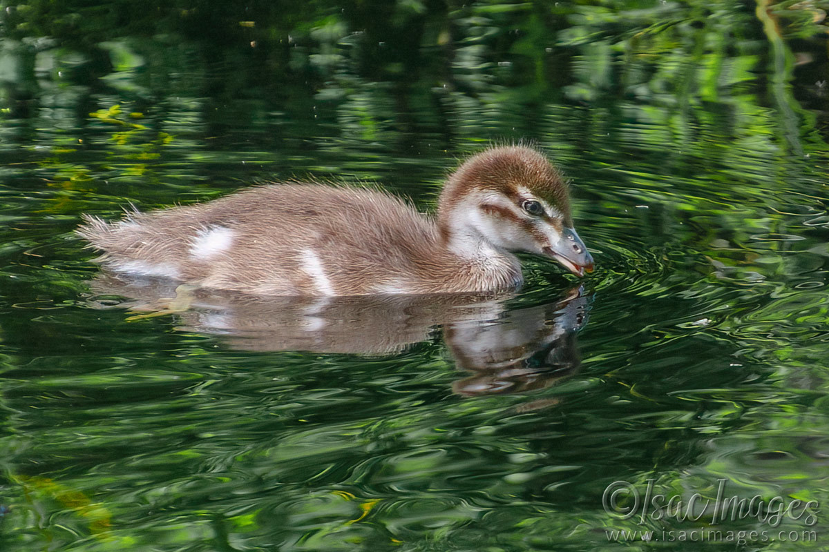 Click image for larger version  Name:	6731-Wood_Duck_Duckling.jpg Views:	0 Size:	296.8 KB ID:	493001