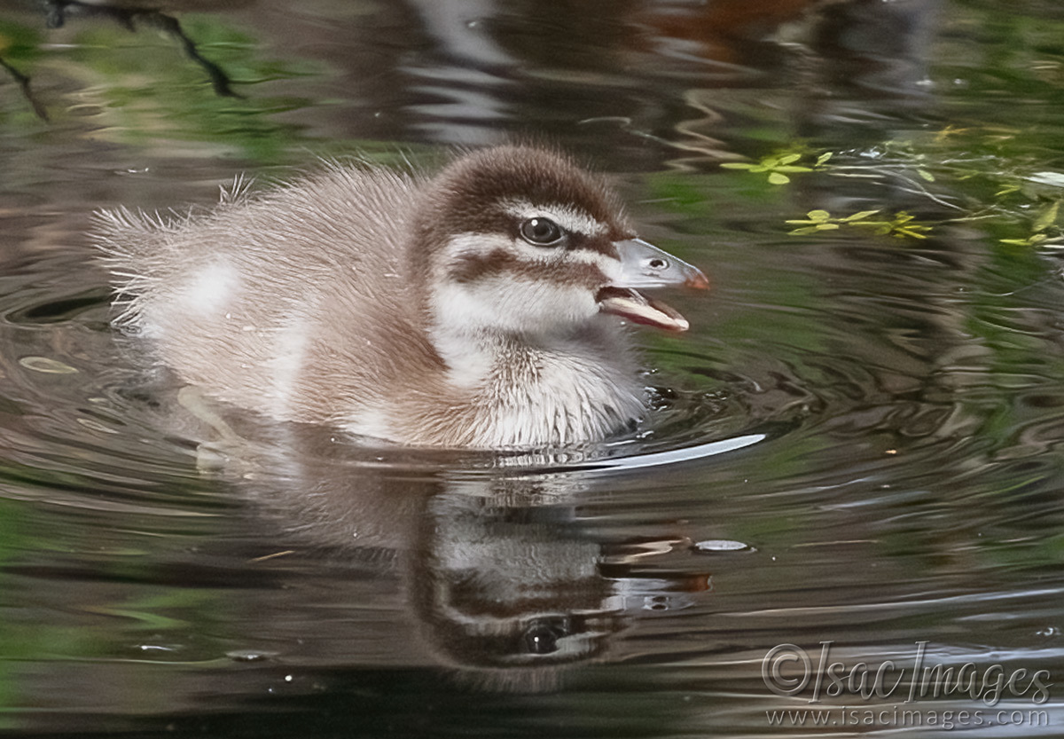 Click image for larger version  Name:	6735-Wood_Duck_Duckling.jpg Views:	0 Size:	294.3 KB ID:	493002