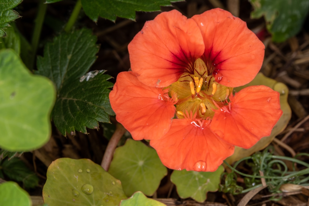 Click image for larger version

Name:	Nasturtium 1.jpg
Views:	32
Size:	341.4 KB
ID:	473881