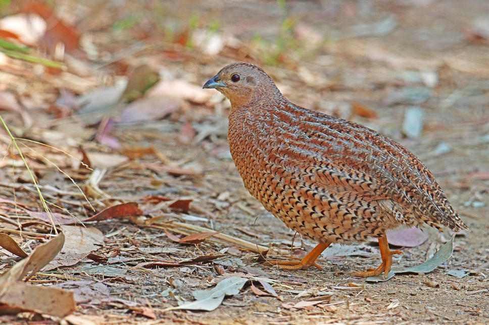 Click image for larger version

Name:	brown quail.jpg
Views:	68
Size:	181.2 KB
ID:	493048