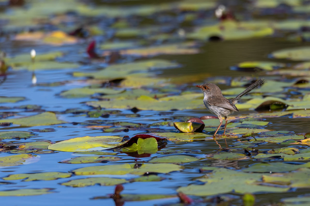 Click image for larger version

Name:	Fairy Wren (F).jpg
Views:	49
Size:	178.9 KB
ID:	493091