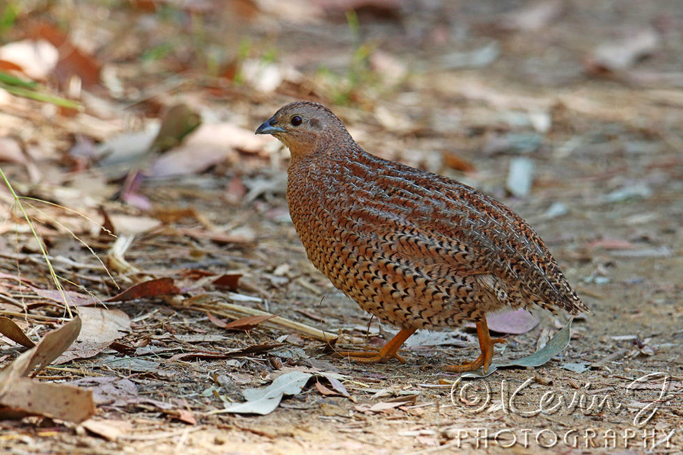 Click image for larger version

Name:	Quail 2.jpg
Views:	52
Size:	180.4 KB
ID:	493100