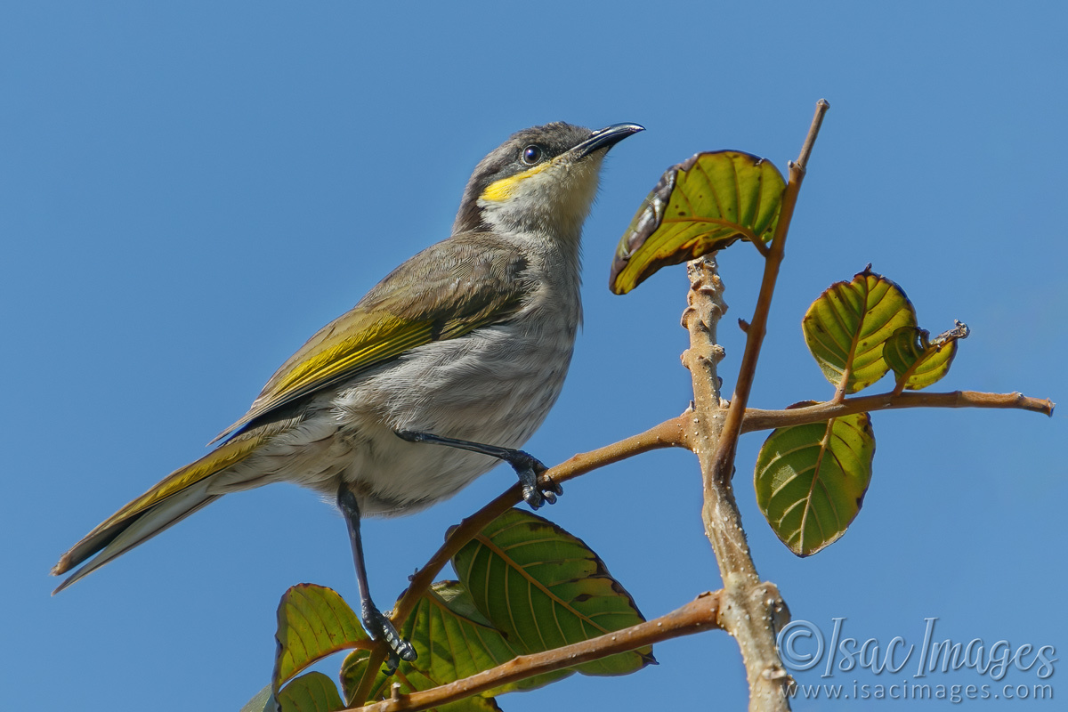 Click image for larger version

Name:	6822-Singing_Honeyeater.jpg
Views:	65
Size:	288.6 KB
ID:	493149