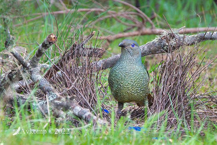 Click image for larger version

Name:	bower bird 8115.jpg
Views:	34
Size:	180.8 KB
ID:	493267