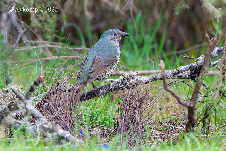 Click image for larger version

Name:	bower bird 8119.jpg
Views:	41
Size:	168.2 KB
ID:	493271