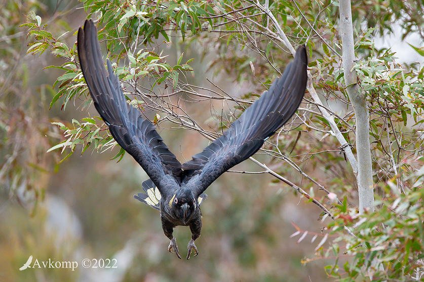 Click image for larger version

Name:	yellow tail black cockatoo 8152.jpg
Views:	45
Size:	171.4 KB
ID:	493436