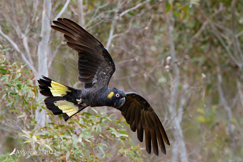 Click image for larger version

Name:	yellow tail black cockatoo 8155.jpg
Views:	65
Size:	148.1 KB
ID:	493438