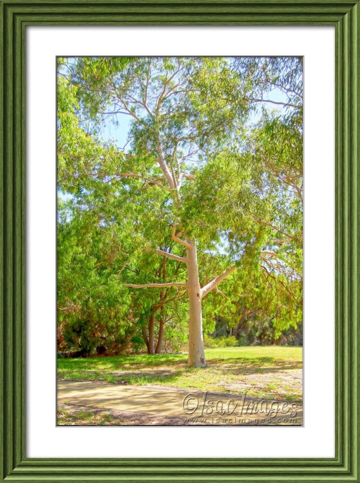 Click image for larger version

Name:	5432-Tree_HDR_Framed.jpg
Views:	78
Size:	146.9 KB
ID:	483493