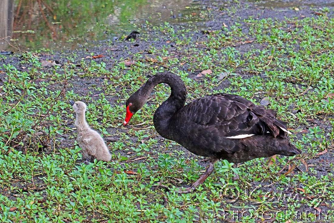 Click image for larger version

Name:	Swan and Cygnet 65.jpg
Views:	43
Size:	295.9 KB
ID:	493451