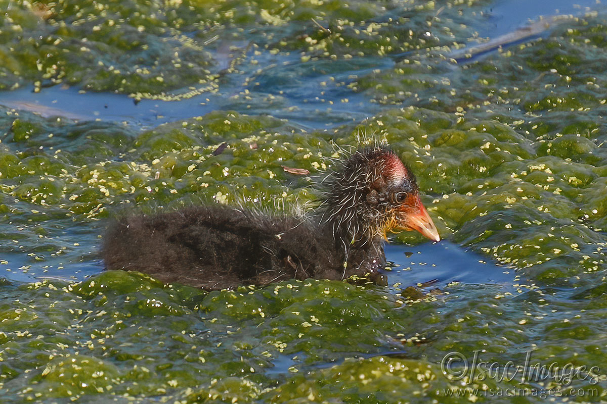 Click image for larger version

Name:	6983-Coot_Juvenile.jpg
Views:	46
Size:	302.2 KB
ID:	493484