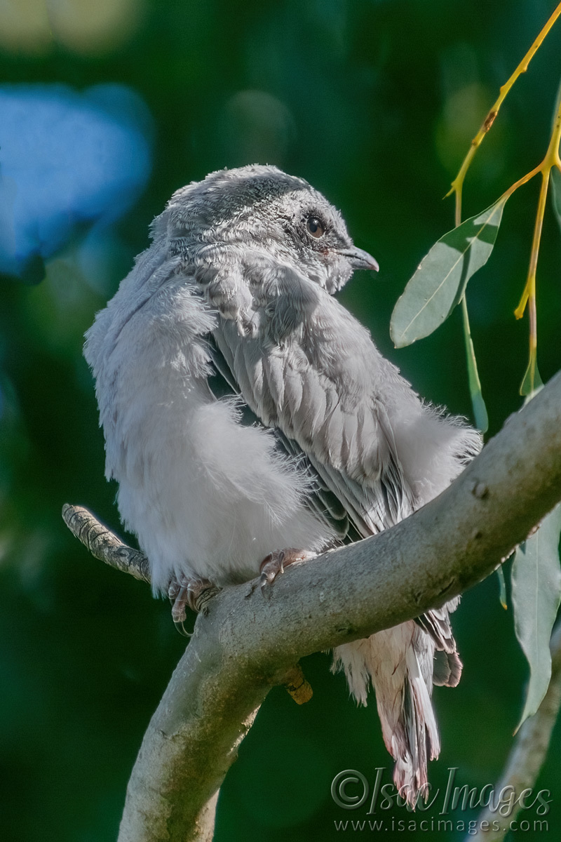 Click image for larger version  Name:	6898-Kookaburra_Juvenile.jpg Views:	12 Size:	301.9 KB ID:	493479