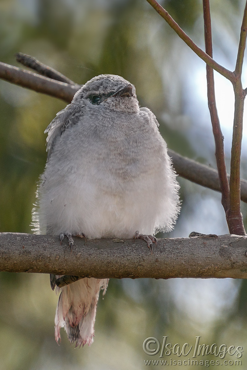 Click image for larger version  Name:	6926-Kookaburra_Juvenile.jpg Views:	10 Size:	297.3 KB ID:	493480