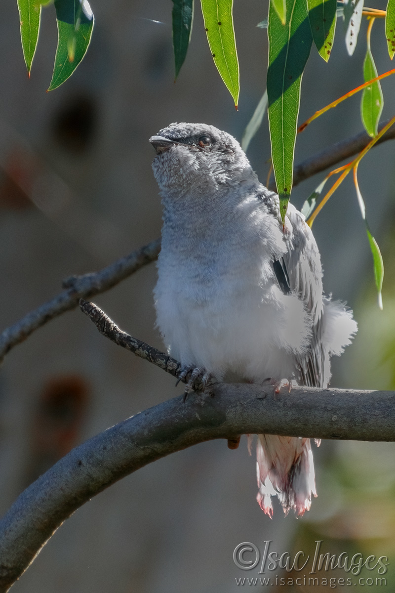 Click image for larger version  Name:	6880-Kookaburra_Juvenile.jpg Views:	11 Size:	303.4 KB ID:	493482