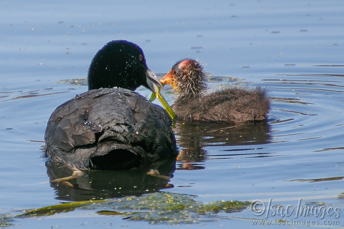 Click image for larger version

Name:	7008-Coot_Feeding.jpg
Views:	36
Size:	292.4 KB
ID:	493485