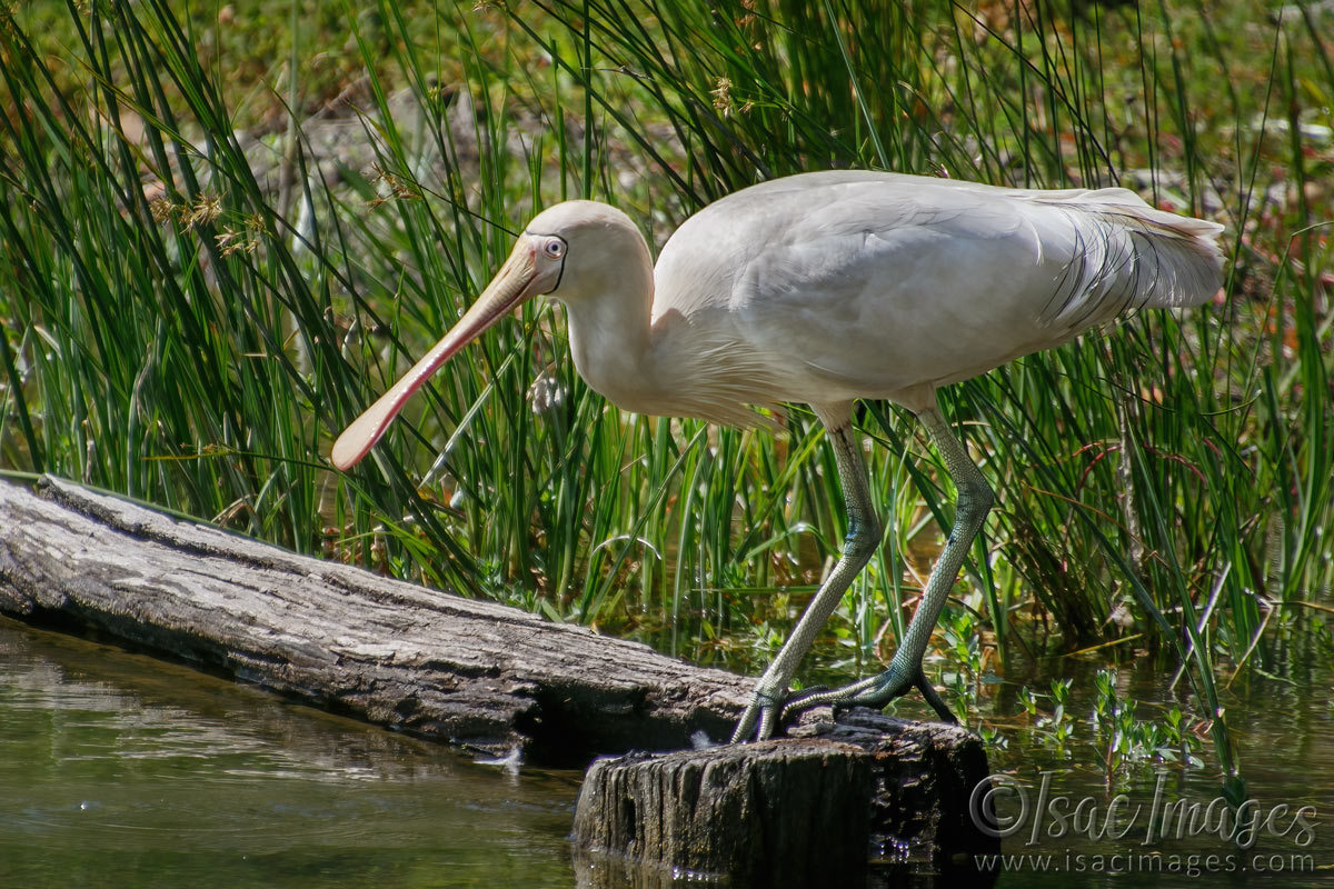 Click image for larger version

Name:	7089-Yellow_billed_Spoonbill.jpg
Views:	49
Size:	304.5 KB
ID:	493487