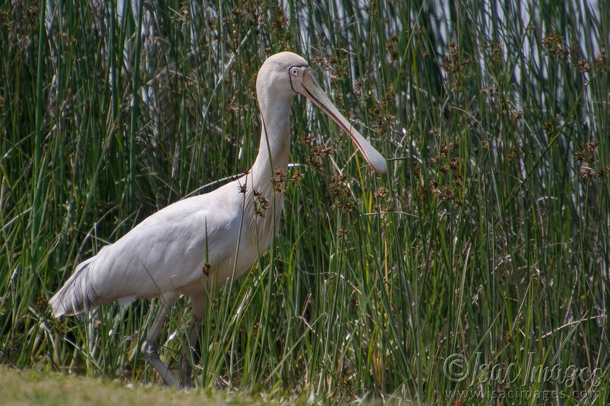 Click image for larger version

Name:	7099-Yellow_billed_Spoonbill.jpg
Views:	47
Size:	293.0 KB
ID:	493488