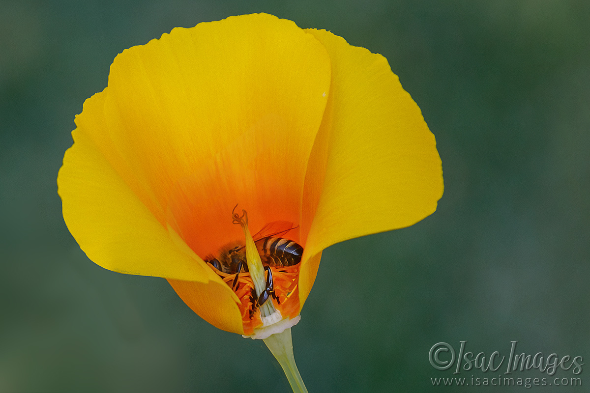 Click image for larger version

Name:	7018-Bee_In_Poppy.jpg
Views:	61
Size:	277.6 KB
ID:	493491