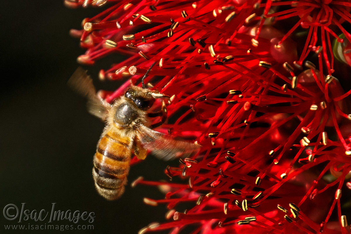 Click image for larger version

Name:	7039-Bee_Callistemon.jpg
Views:	66
Size:	301.9 KB
ID:	493492