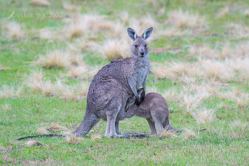 Click image for larger version

Name:	kangaroo 8040.jpg
Views:	79
Size:	165.9 KB
ID:	493537