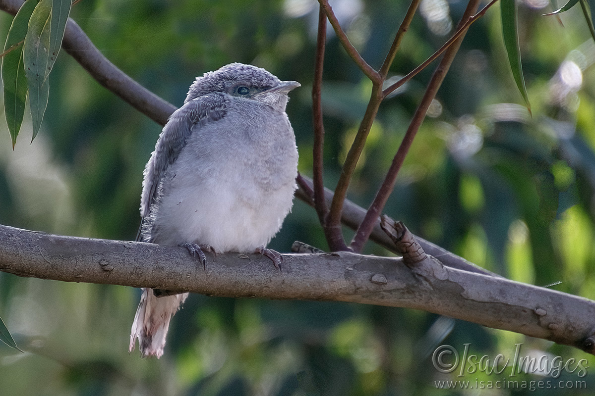 Click image for larger version  Name:	6932-Kookaburra_Juvenile.jpg Views:	3 Size:	289.5 KB ID:	493555