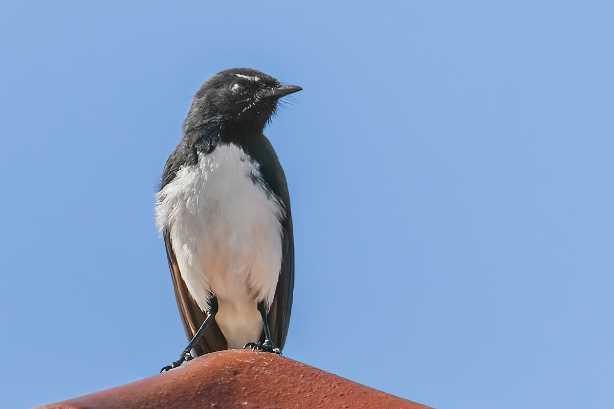 Click image for larger version

Name:	6848-Willie_Wagtail.jpg
Views:	50
Size:	298.3 KB
ID:	493558