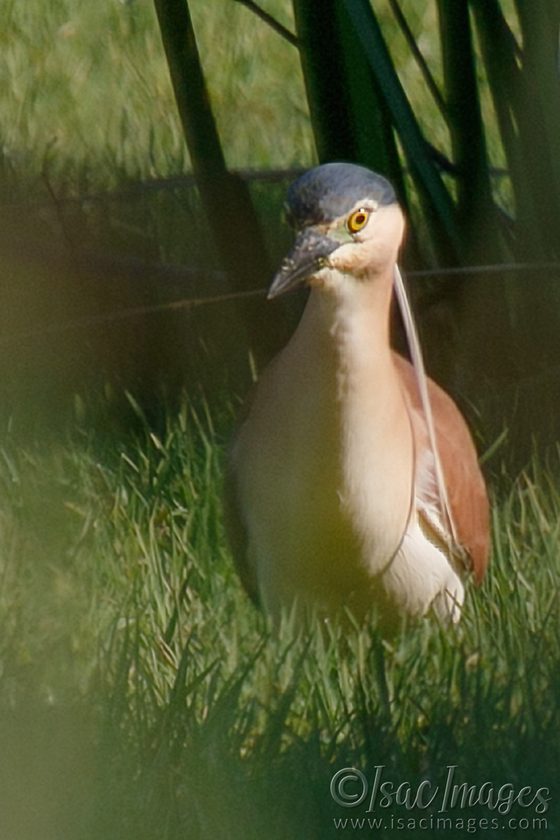 Click image for larger version

Name:	7126-Rufous_Nankeen_Night_Heron-Z.jpg
Views:	64
Size:	300.8 KB
ID:	493578