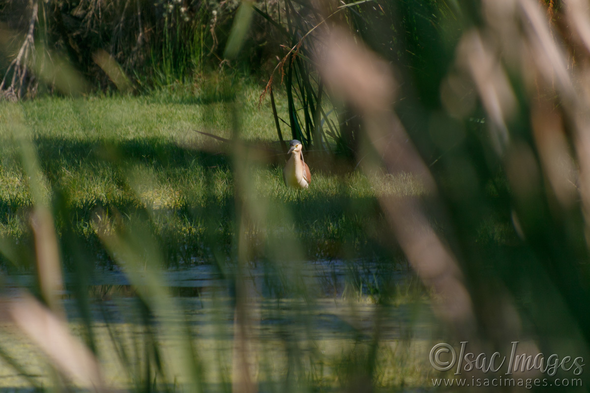 Click image for larger version

Name:	7126-Rufous_Nankeen_Night_Heron.jpg
Views:	48
Size:	277.7 KB
ID:	493579