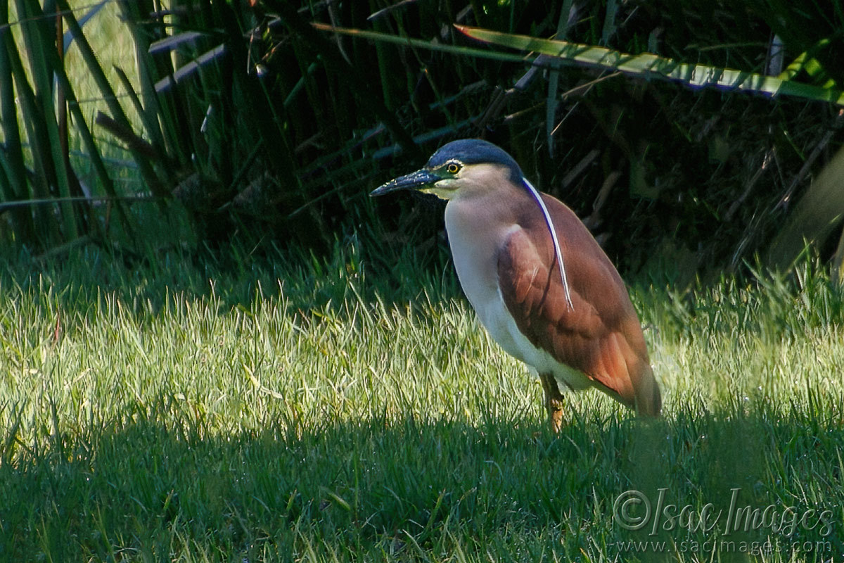 Click image for larger version

Name:	7117-Rufous_Nankeen_Night_Heron.jpg
Views:	46
Size:	302.4 KB
ID:	493580