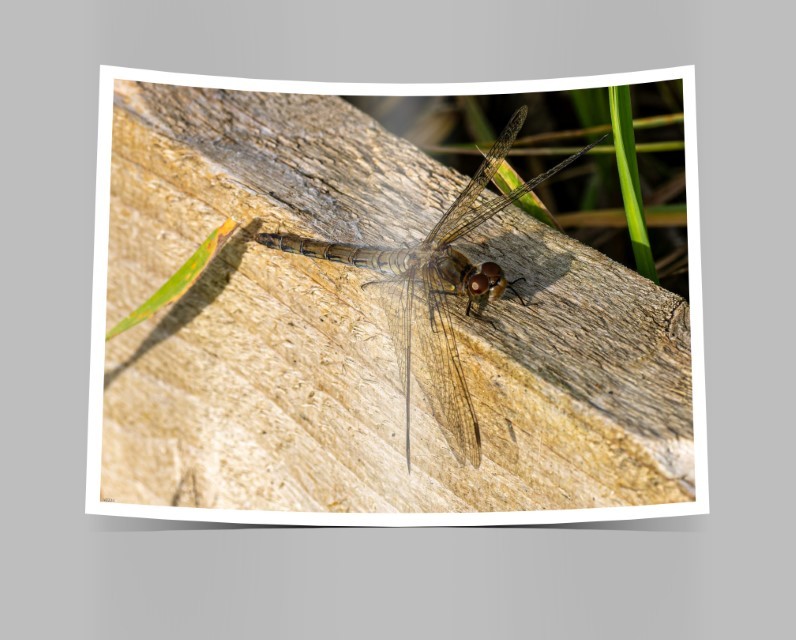 Click image for larger version

Name:	A Bent dragonfly.jpg
Views:	175
Size:	100.1 KB
ID:	493649