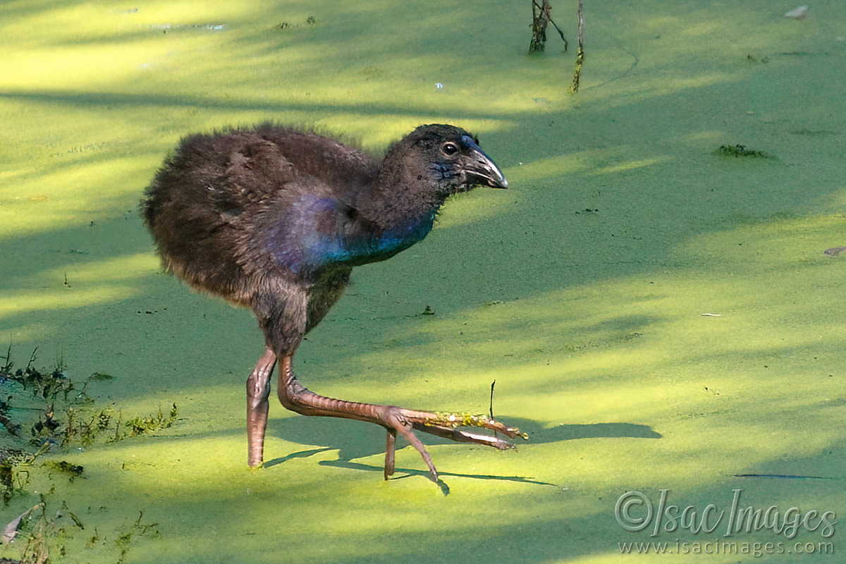 Click image for larger version

Name:	7161-Swamphen_Juvenile.jpg
Views:	43
Size:	306.5 KB
ID:	493659