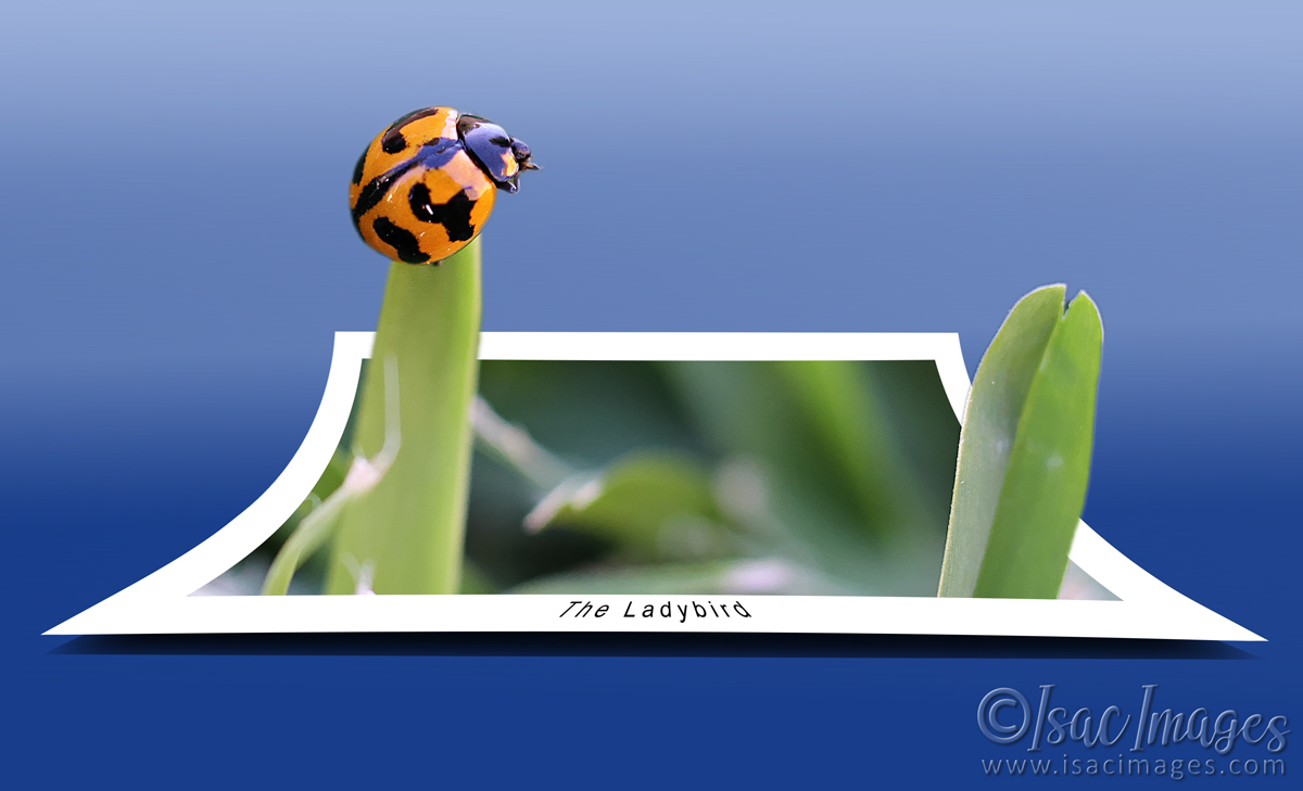 Click image for larger version

Name:	OOB_Ladybird.jpg
Views:	84
Size:	293.8 KB
ID:	493721