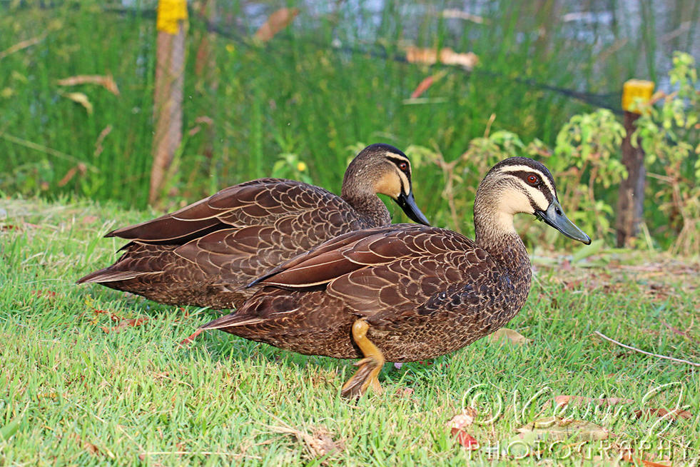 Click image for larger version

Name:	Ducks142.jpg
Views:	51
Size:	222.4 KB
ID:	493724