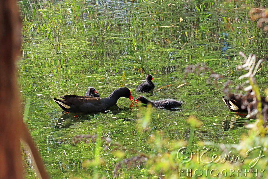 Click image for larger version

Name:	Swamphen Family 157.jpg
Views:	42
Size:	219.1 KB
ID:	493725