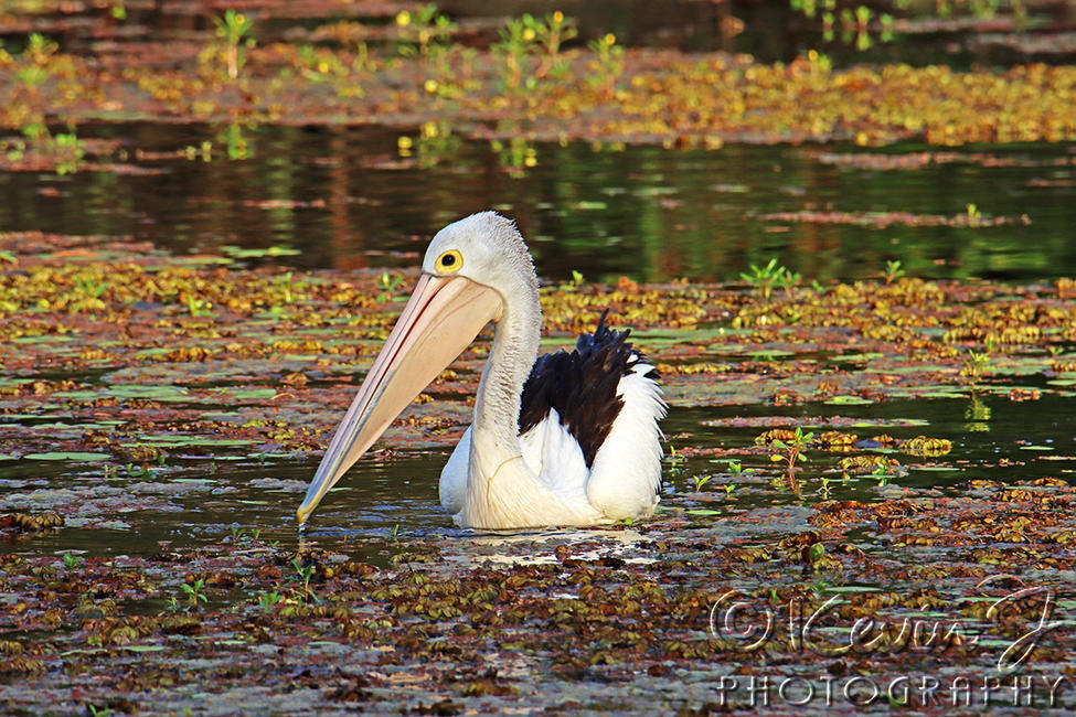 Click image for larger version

Name:	Pelican 12.jpg
Views:	43
Size:	229.0 KB
ID:	493726