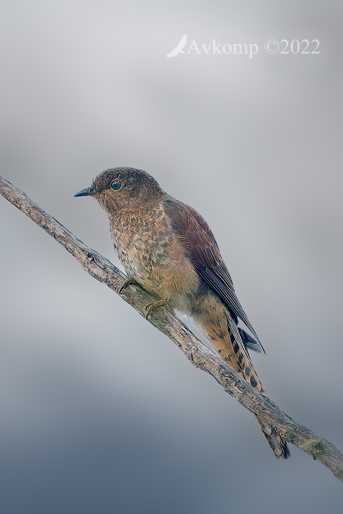 Click image for larger version

Name:	fantail cuckoo 6802 blurred bg.jpg
Views:	59
Size:	303.4 KB
ID:	493734