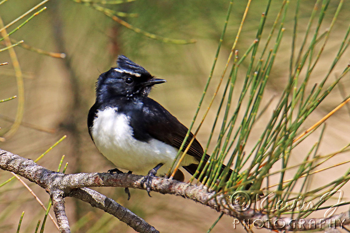 Click image for larger version

Name:	Wagtail 66.jpg
Views:	48
Size:	195.3 KB
ID:	493742