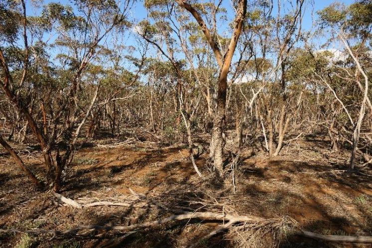 Click image for larger version

Name:	Karoonda Nature reserve.jpg
Views:	115
Size:	137.3 KB
ID:	486615